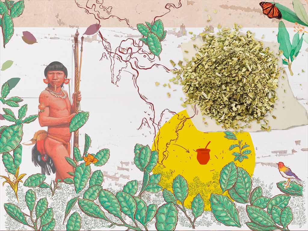 De donde viene la yerba mate taragui