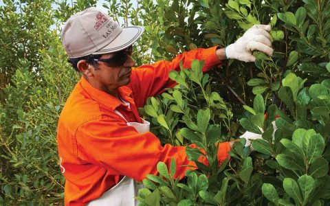 Hombre cosechando yerba mate taragui