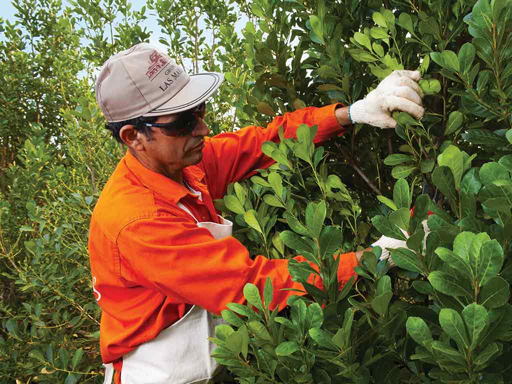 Hombre cosechando yerba mate taragui