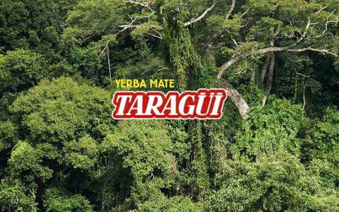 Todo sobre la planta de yerba mate